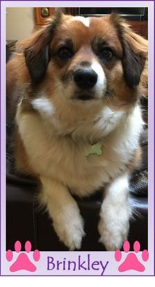 Picture of Brinkley the Therapy Dog, an English Shepard, perched on sofa