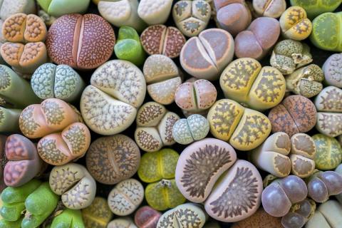 Test your green thumb at growing your own lithop.