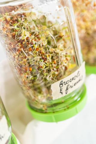 Microgreens in a jar