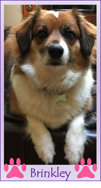 Picture of Brinkley, an English Shepard, the therapy dog