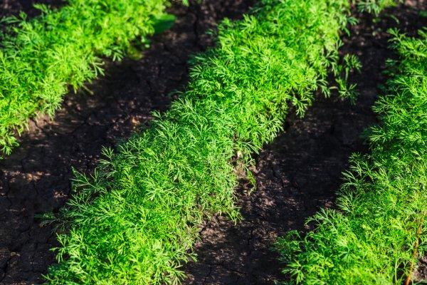 Crop of Dill Weed growing