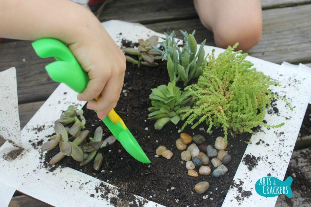 making a small succulent garden