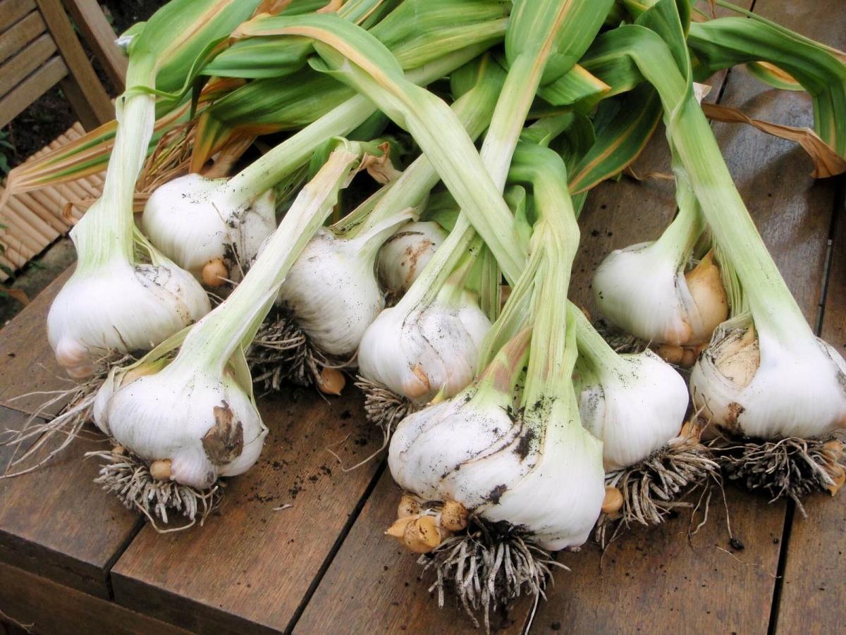 Plant your own garlic bulbs.