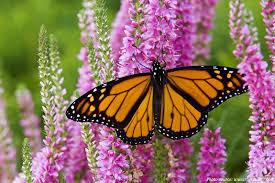 Monarch butterfly sitting on pink flowers